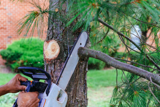 Reliable Angleton, TX  Tree Services Solutions